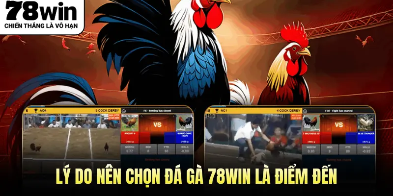 Lý Do Nên Chọn Đá Gà 78Win Là Điểm Đến